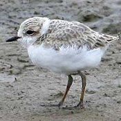 Snowy Plover